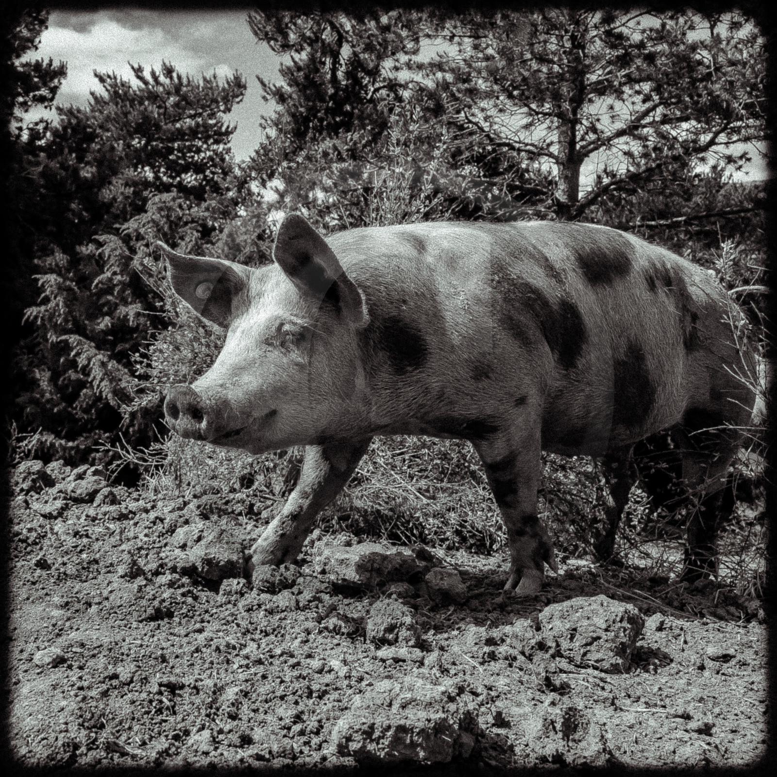 Portraits des animaux de la ferme