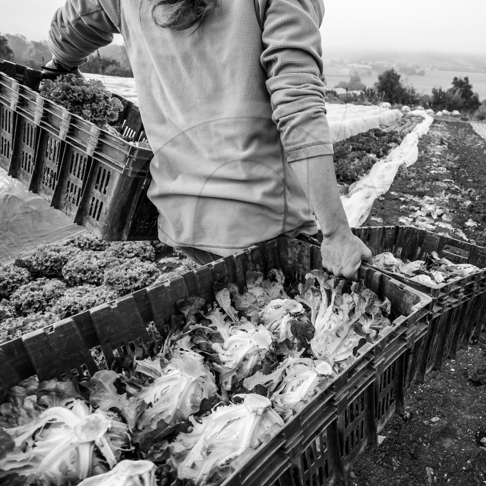 Maraichage biologique dans le Champsaur Maraichage biologique dans le Champsaur