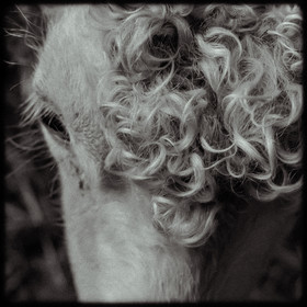 Portraits des animaux de la ferme