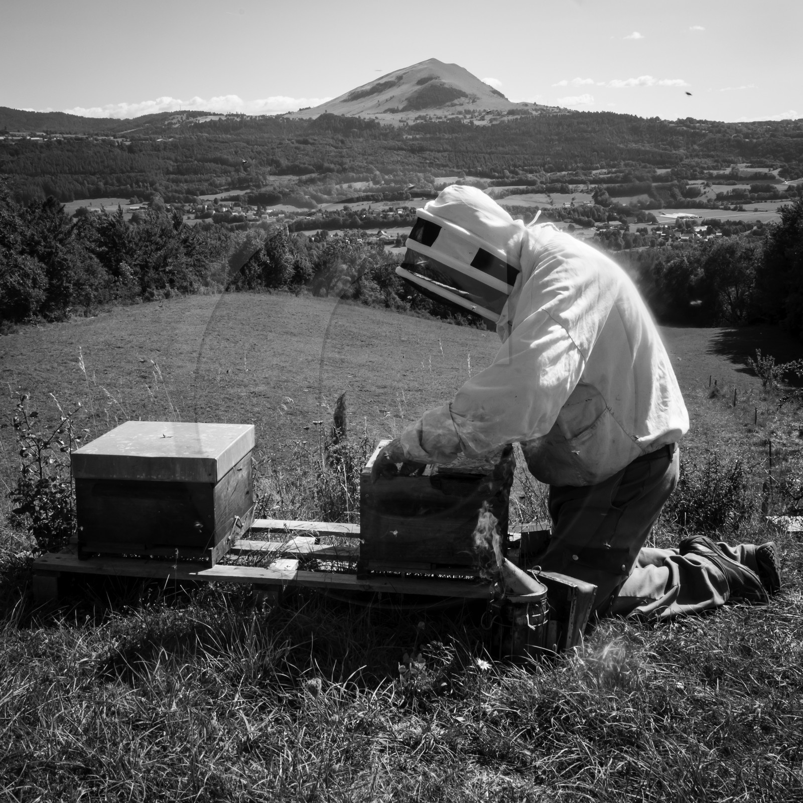 La récolte du miel