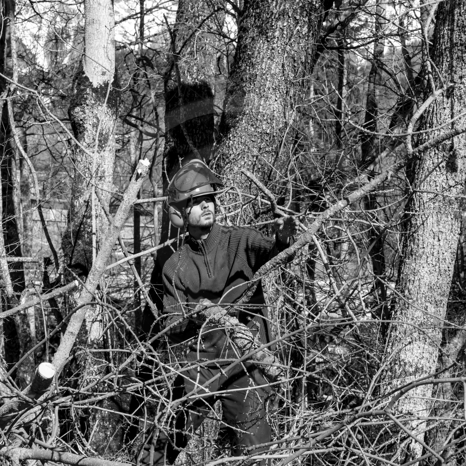 Elagage - 08 03 2017