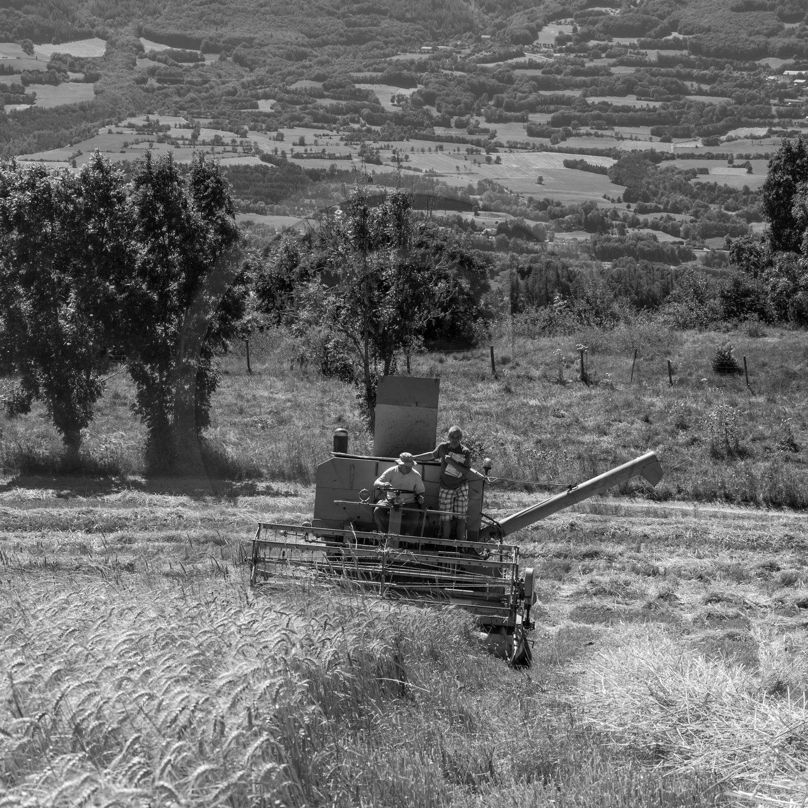 Les moissons dans le Champsaur