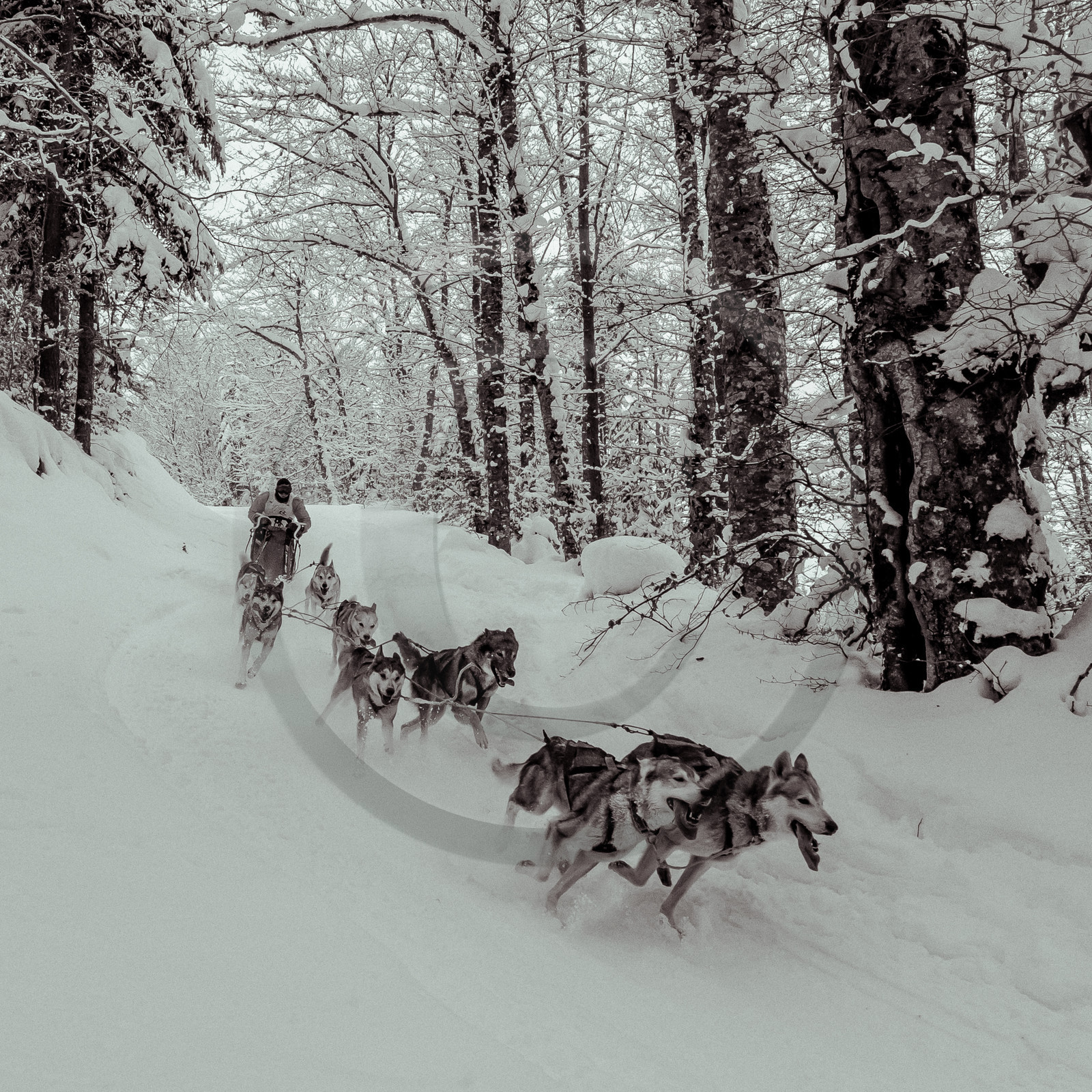 La Valgaude Traineau 2015