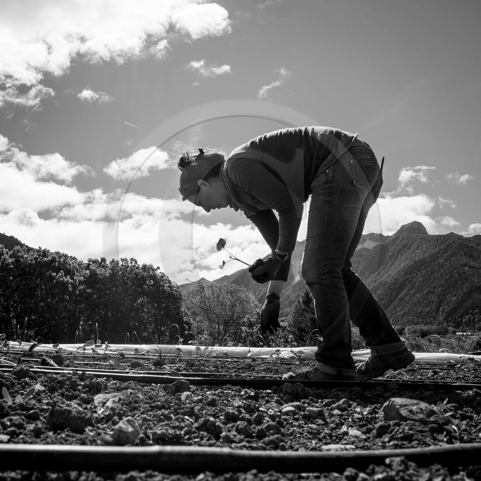 La plantation des courges