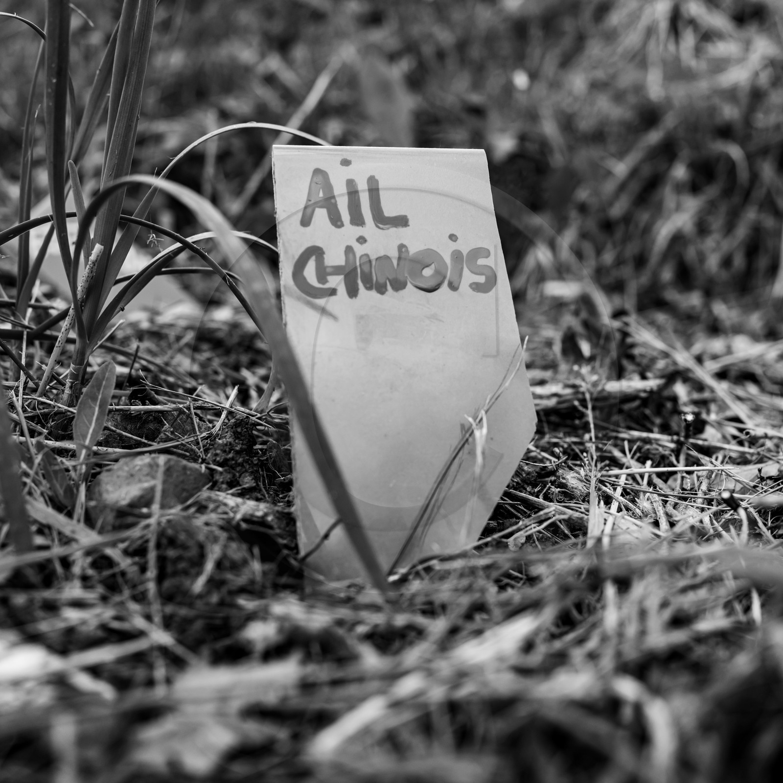 01 mai 2024 : chants, laine et jardinage