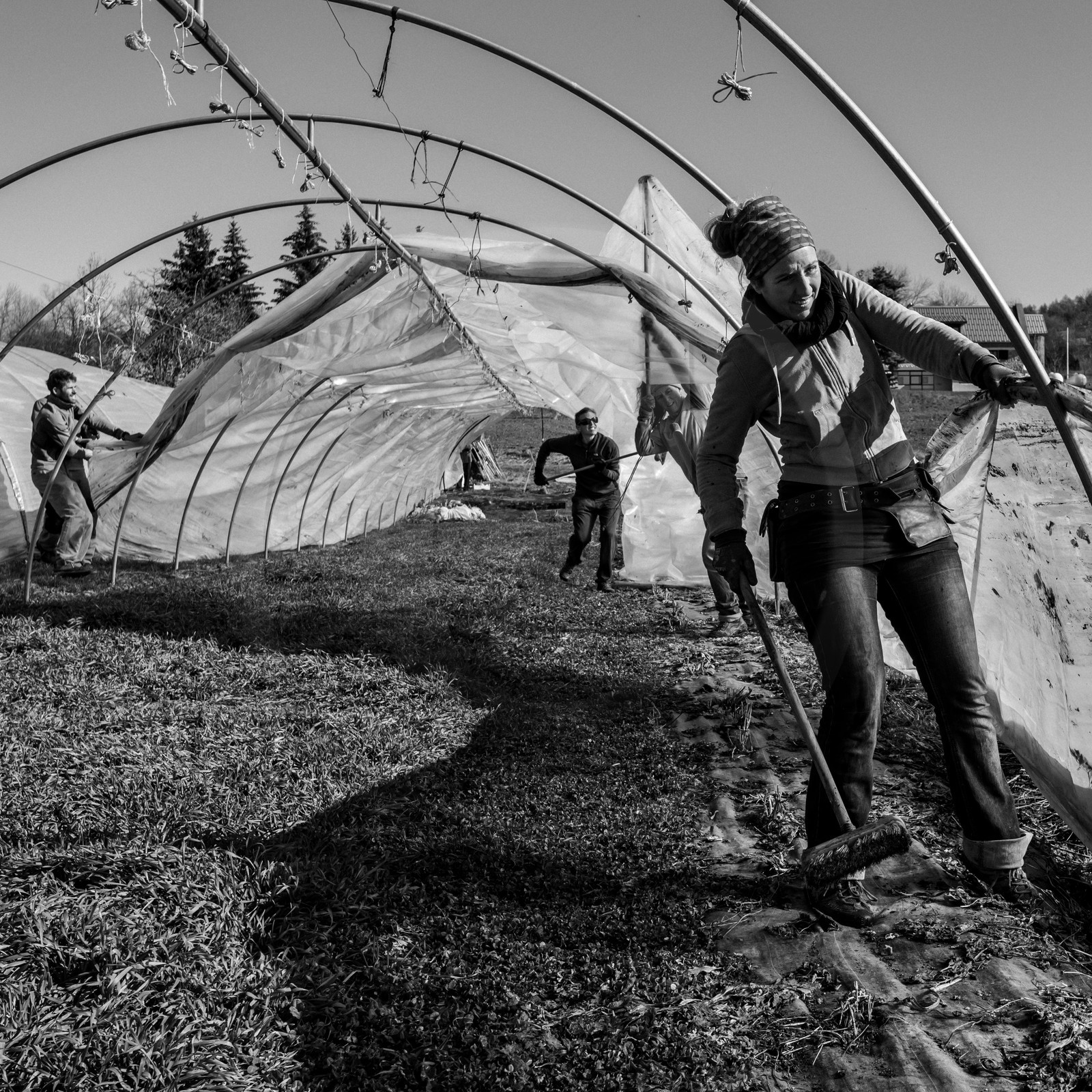 Montage de serres tunnel