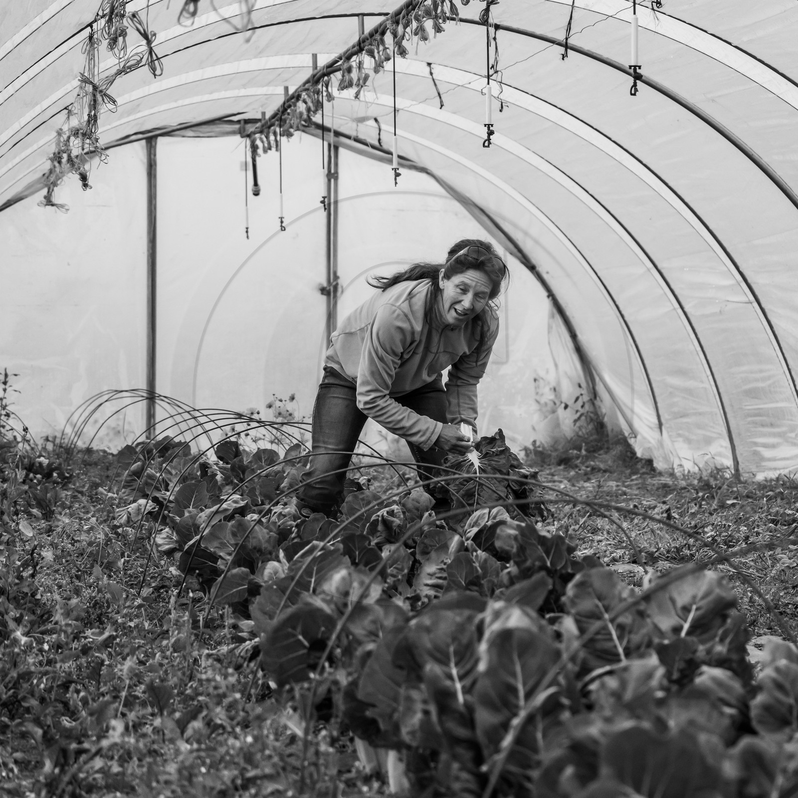Maraichage biologique dans le Champsaur