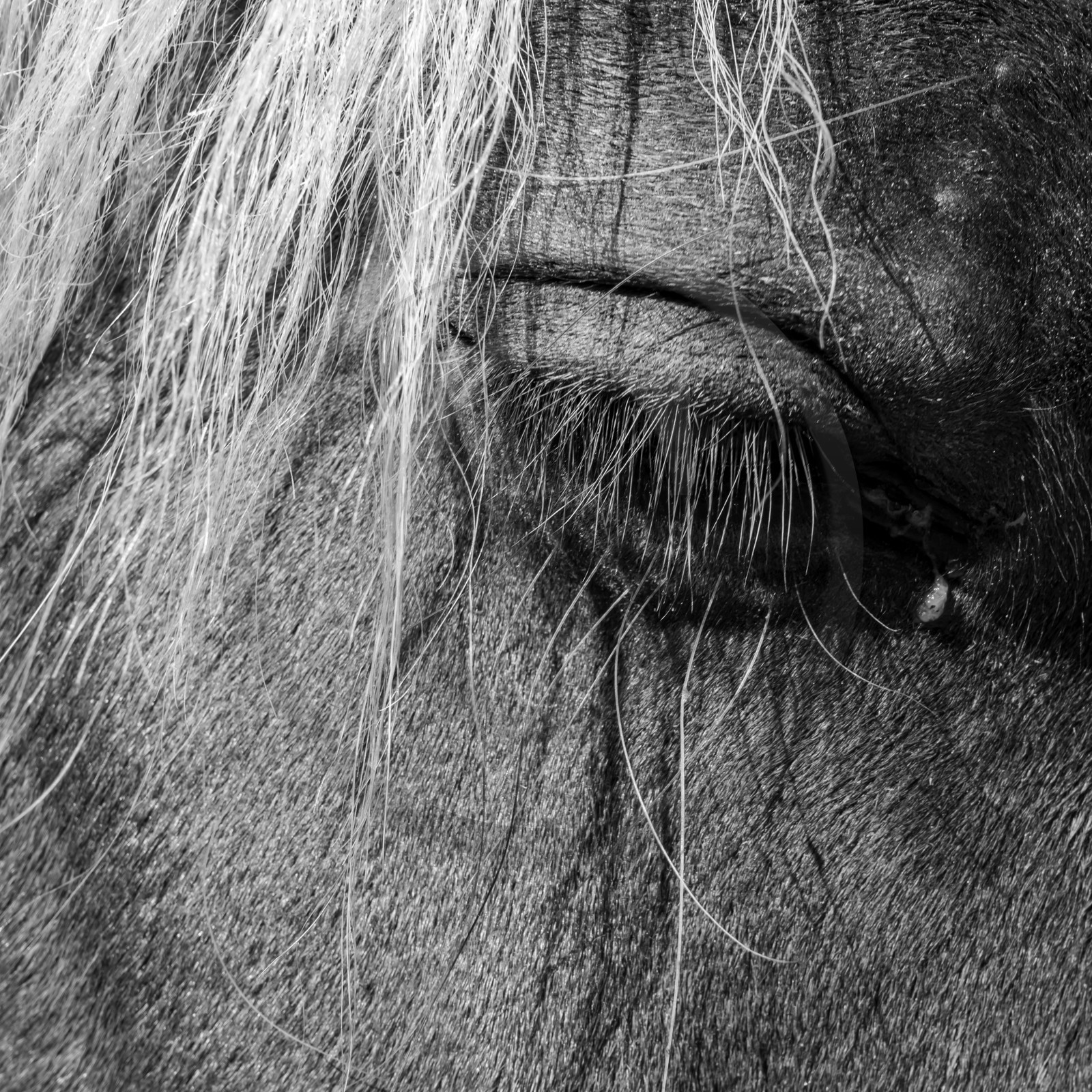 01 septembre 2021 : Promenade en cariole et contes