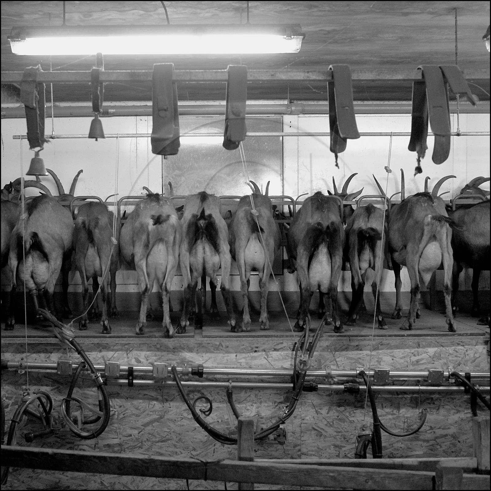 La ferme des Cabrioles