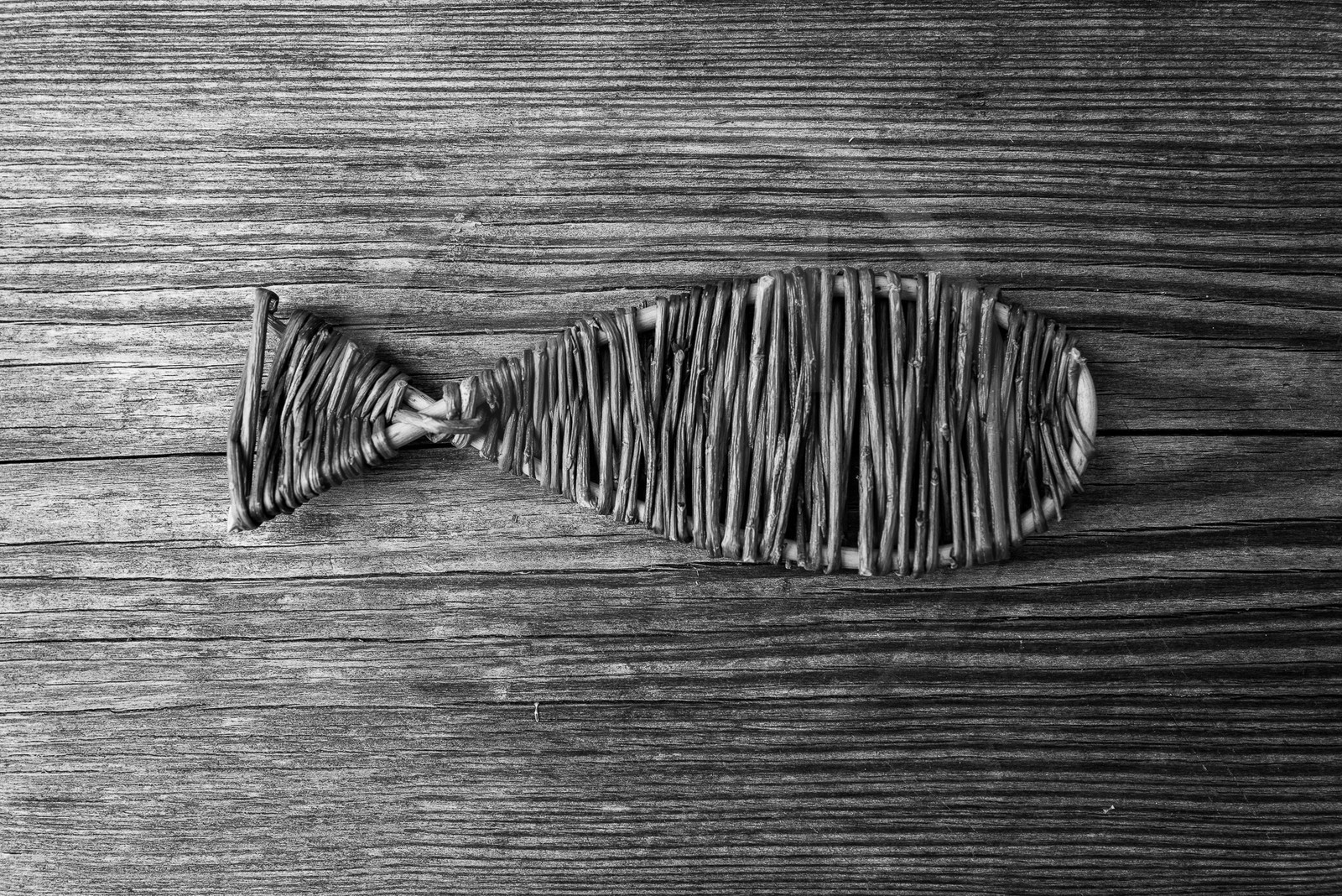 13 septembre 2023 : Osier et HydrOlique