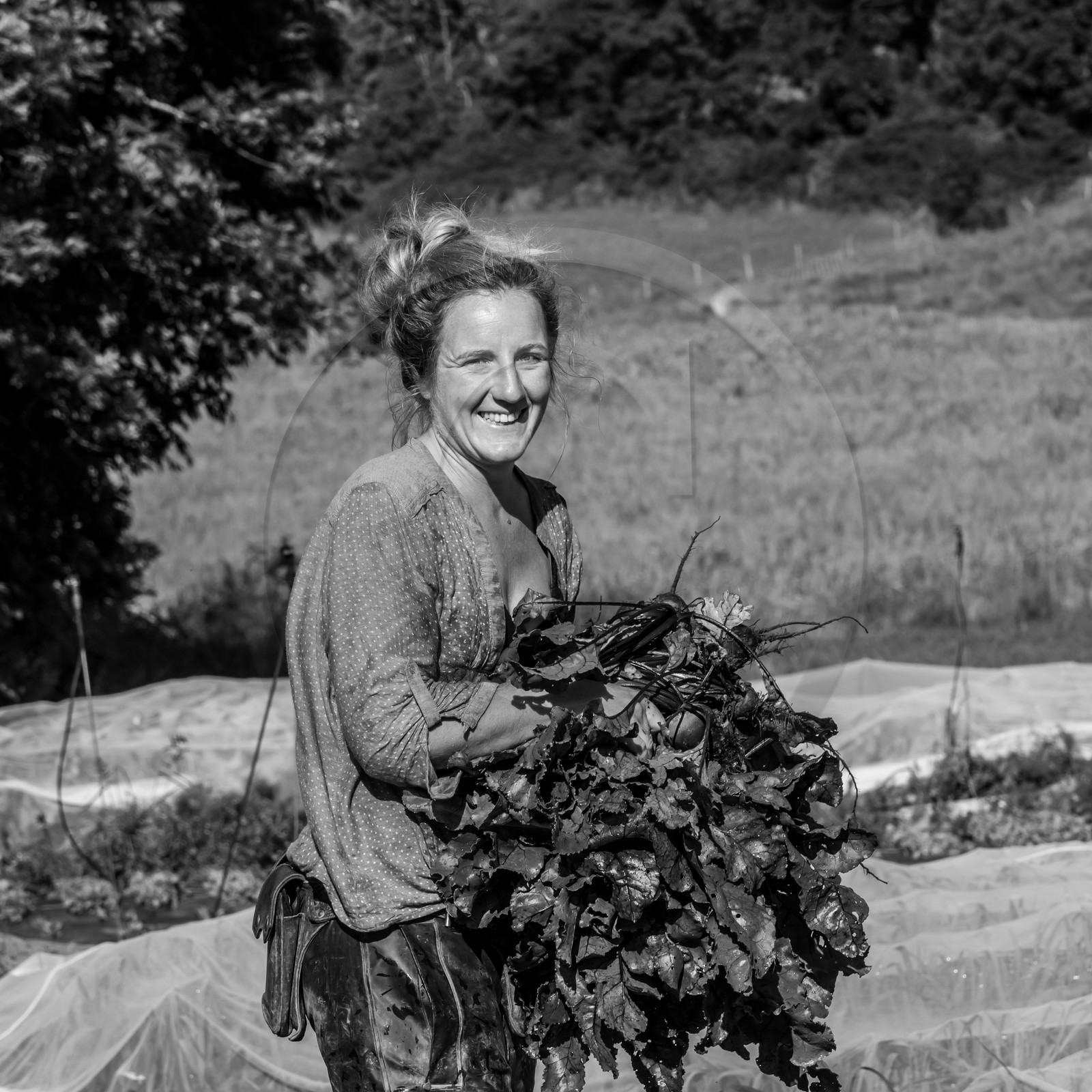 Maraichage biologique dans le Champsaur Maraichage biologique dans le Champsaur