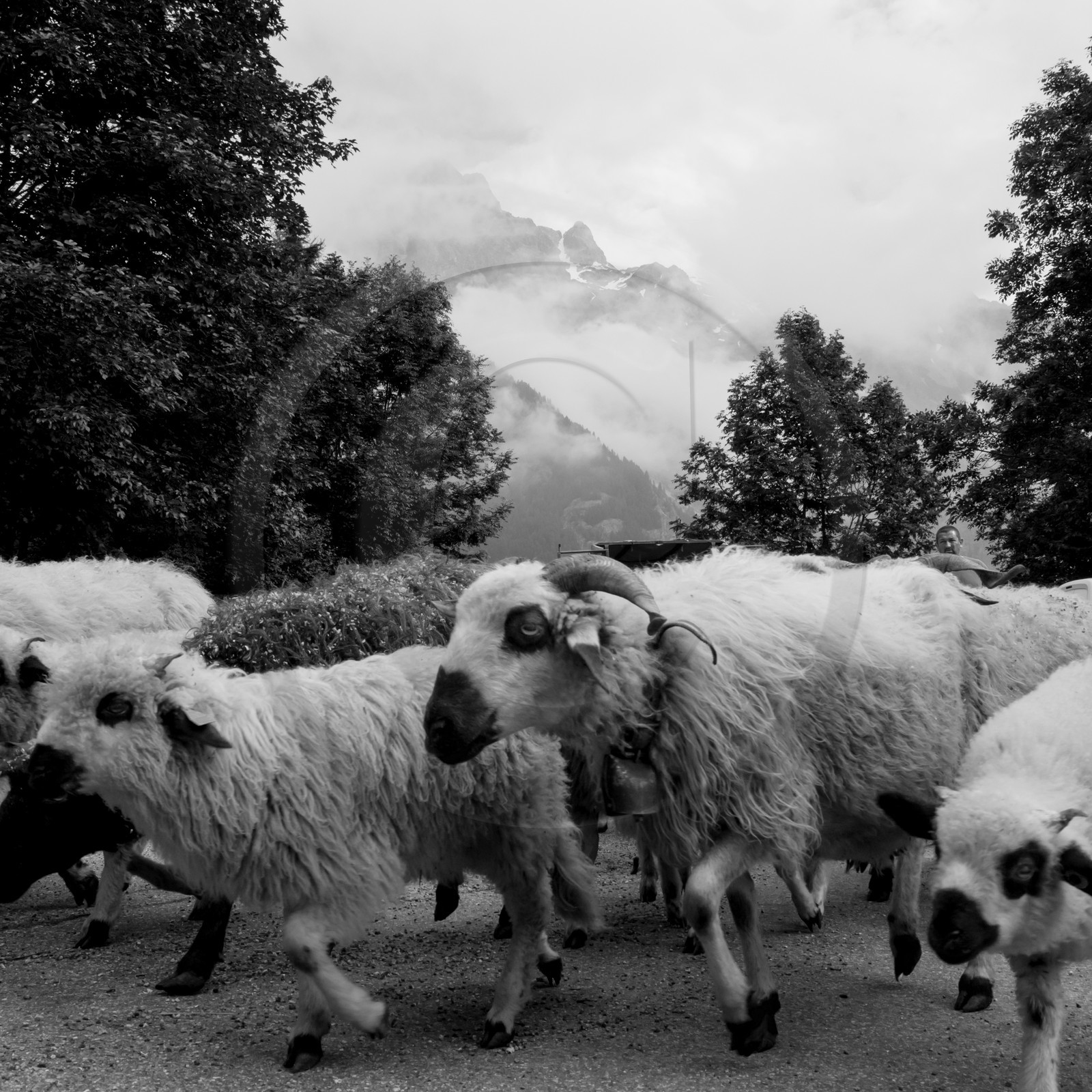 La transhumance des brebis