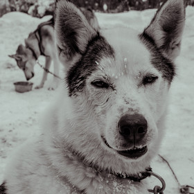 La Valgaude Traineau 2015