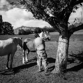 Chevaux de trait