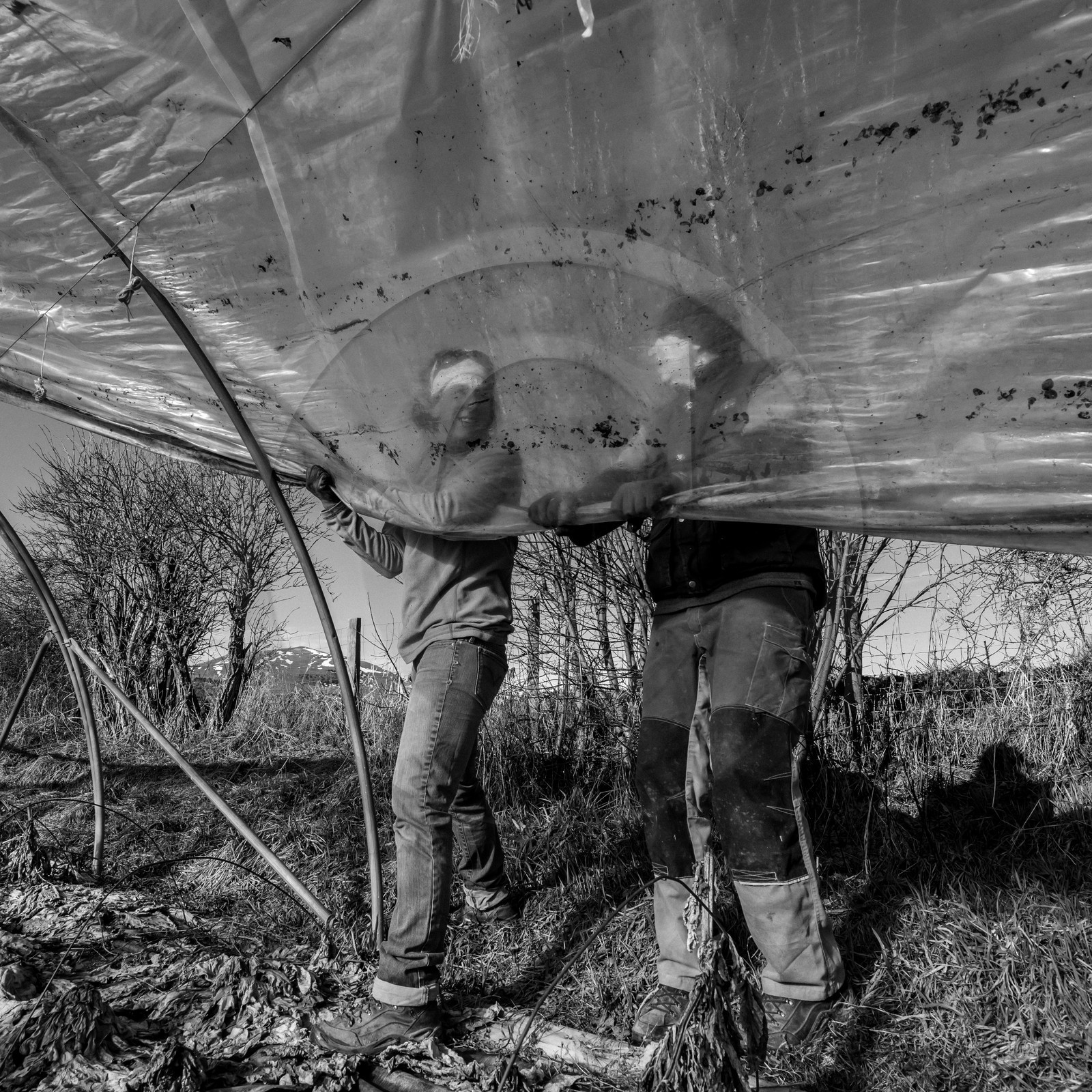 Montage de serres tunnel