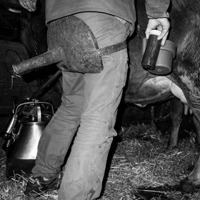 La traite des vaches