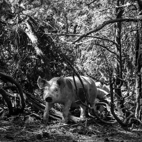Elevage biologique de cochons en plein air