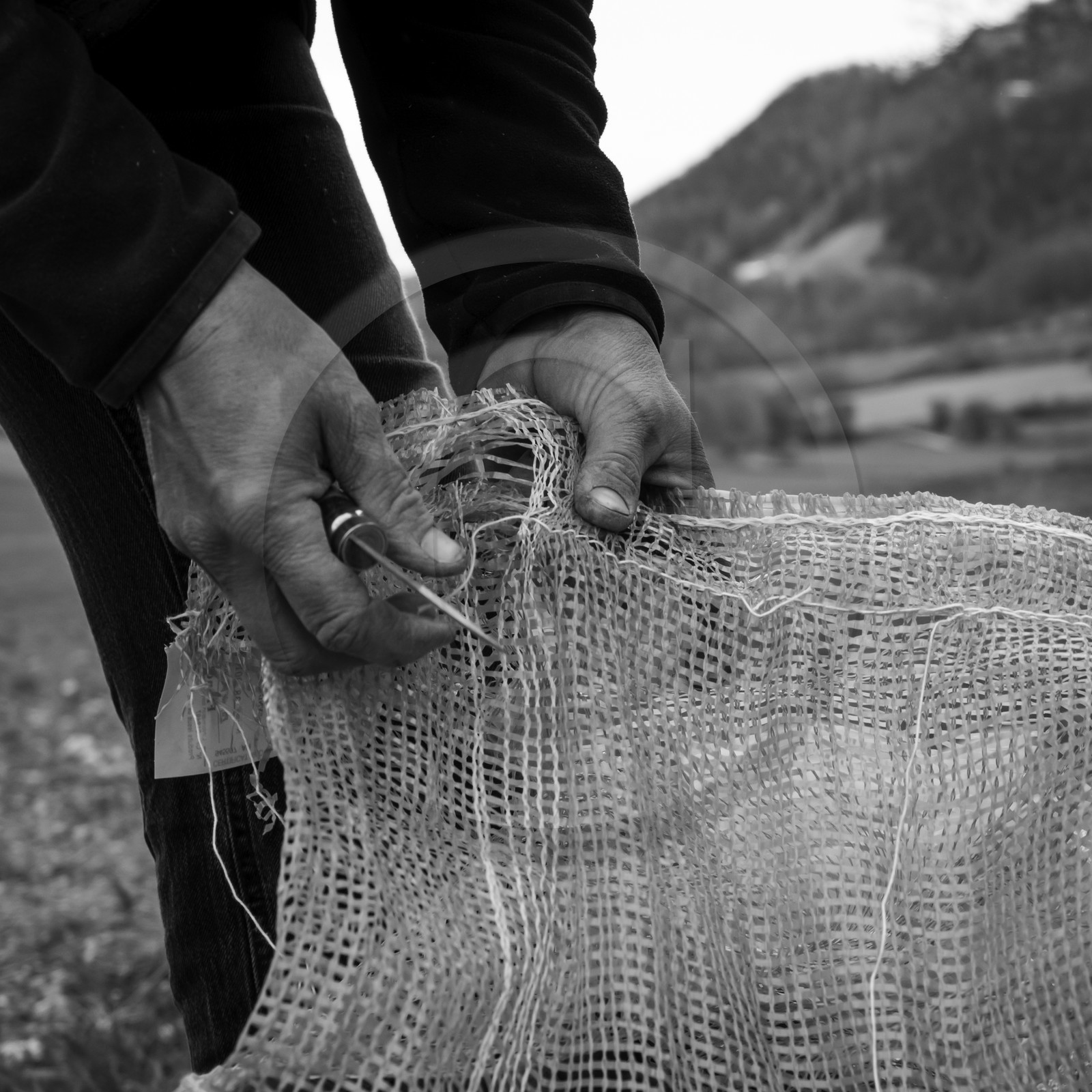 La plantation des pommes de terre