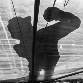 Montage de serres tunnel