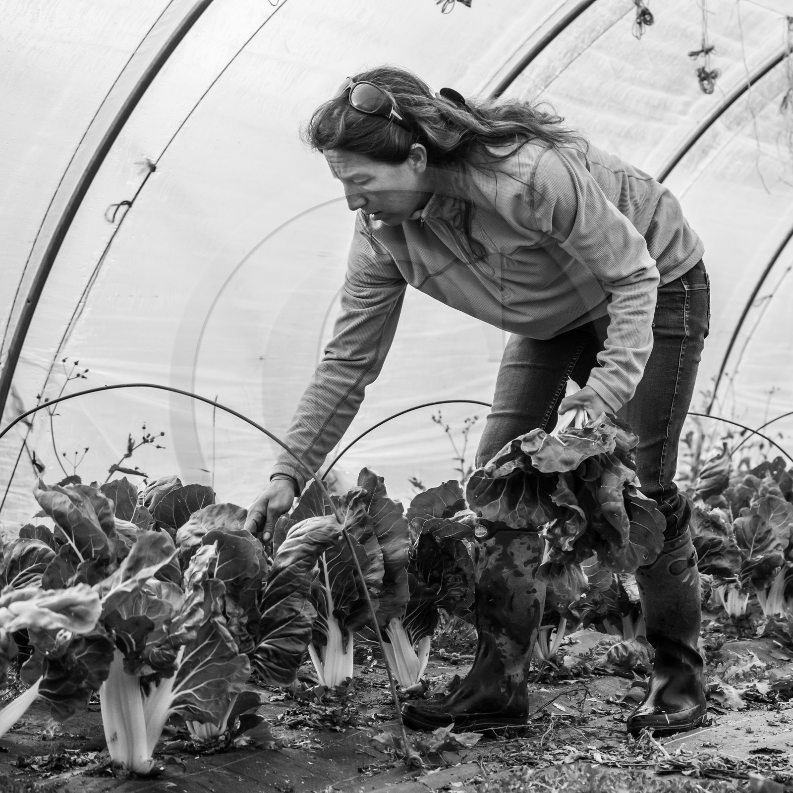 Maraichage biologique dans le Champsaur