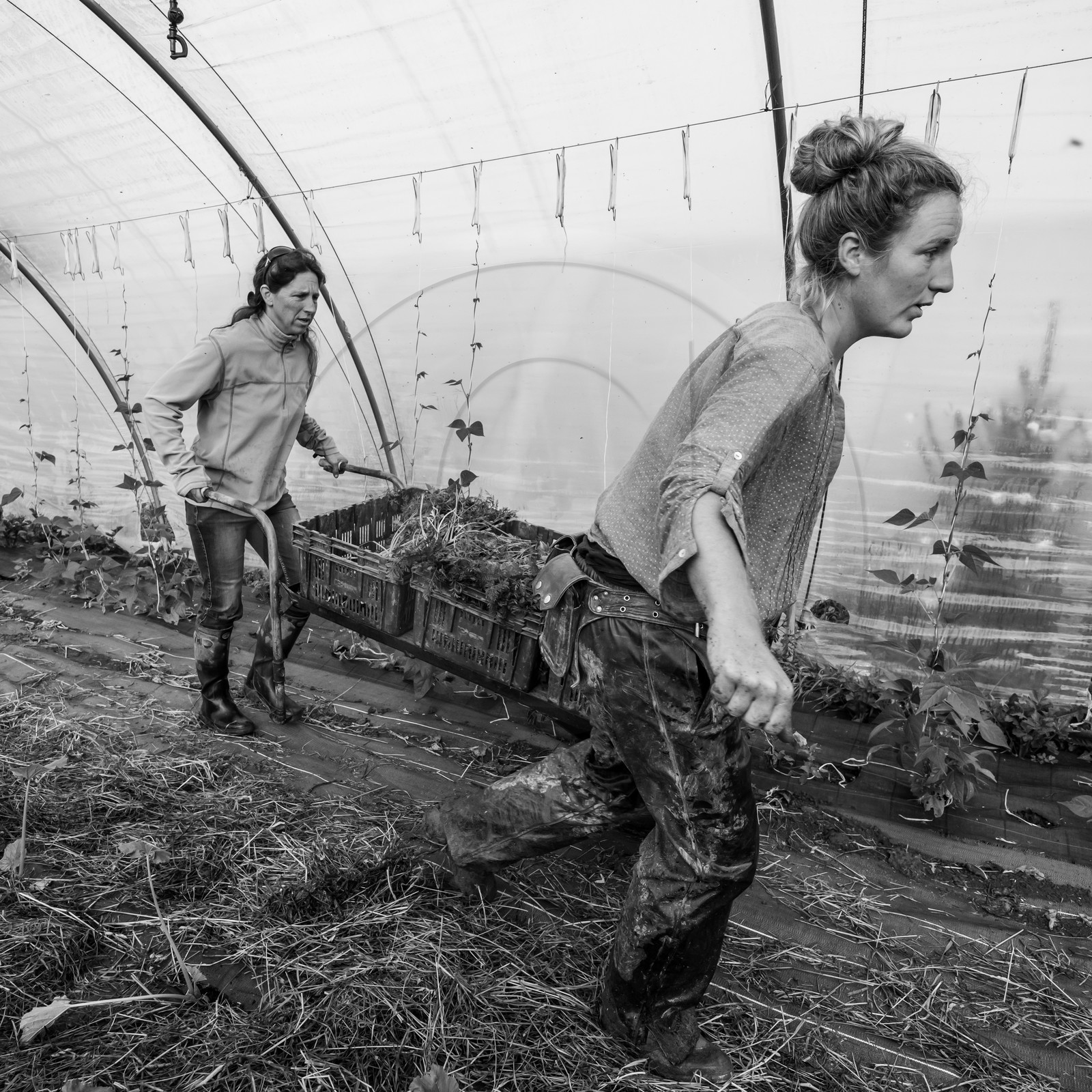 Maraichage biologique dans le Champsaur