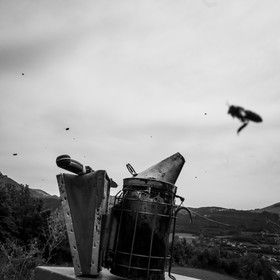 La récolte du miel