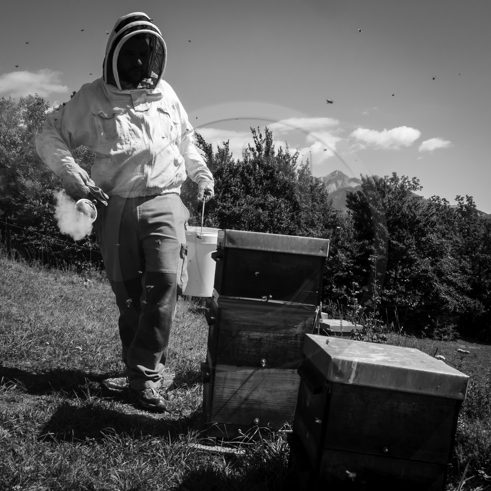 La récolte du miel