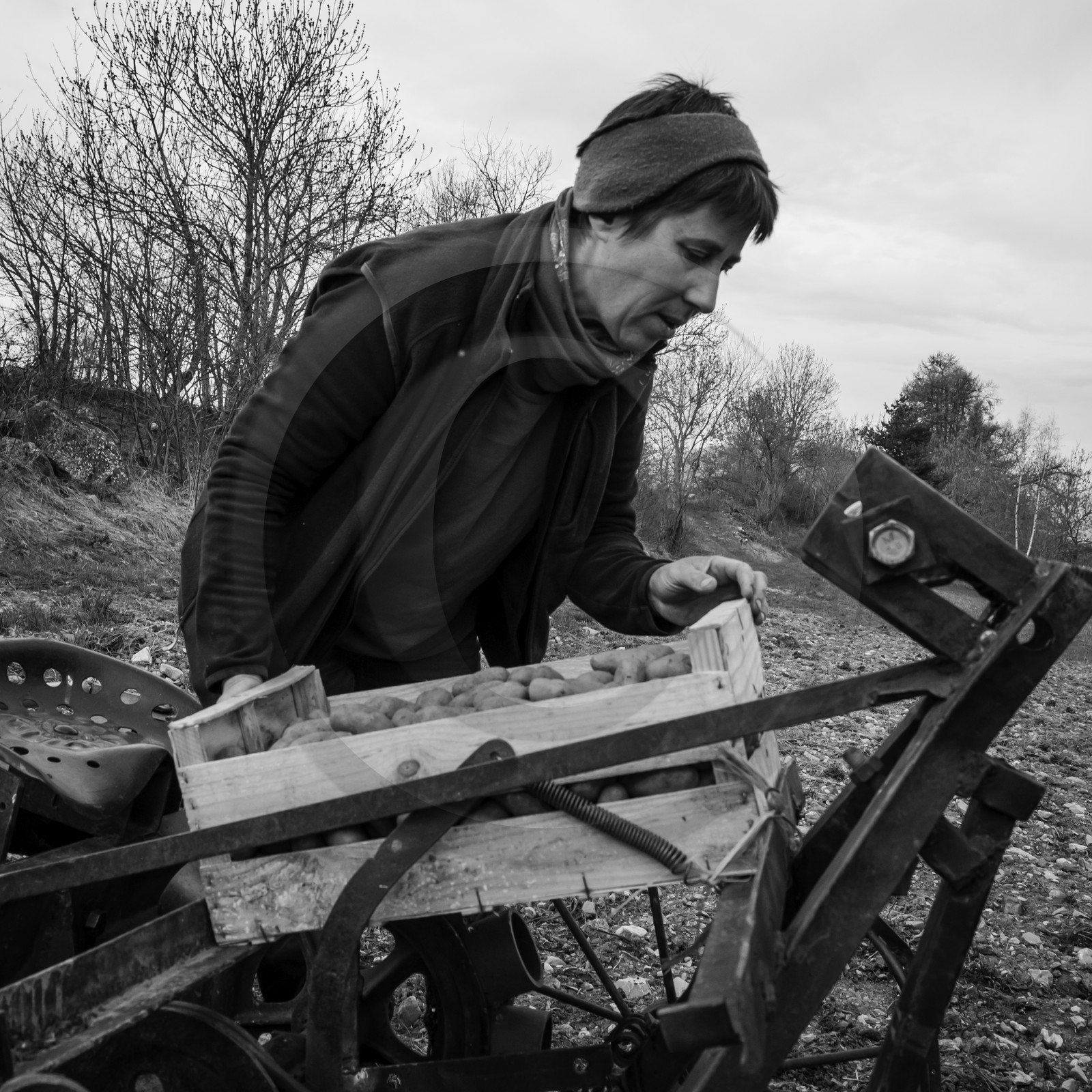 La plantation des pommes de terre