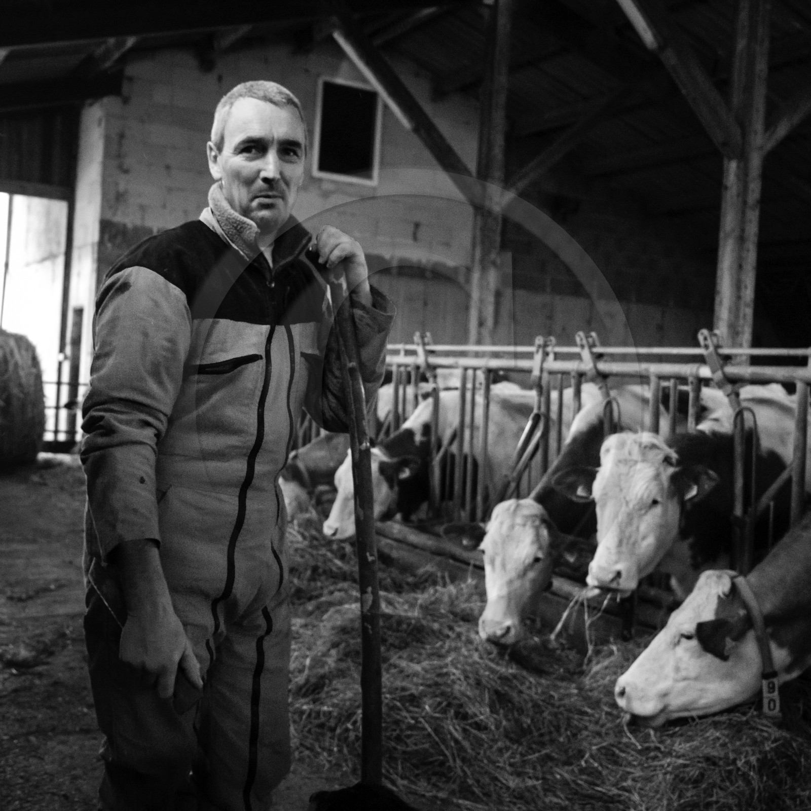 Les soins aux vaches