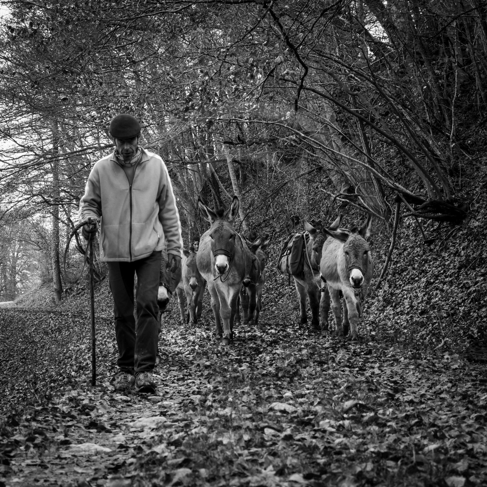 La transhumance des ânes