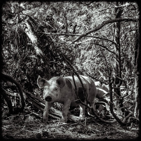 Portraits des animaux de la ferme