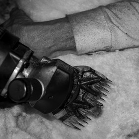 La tonte des moutons