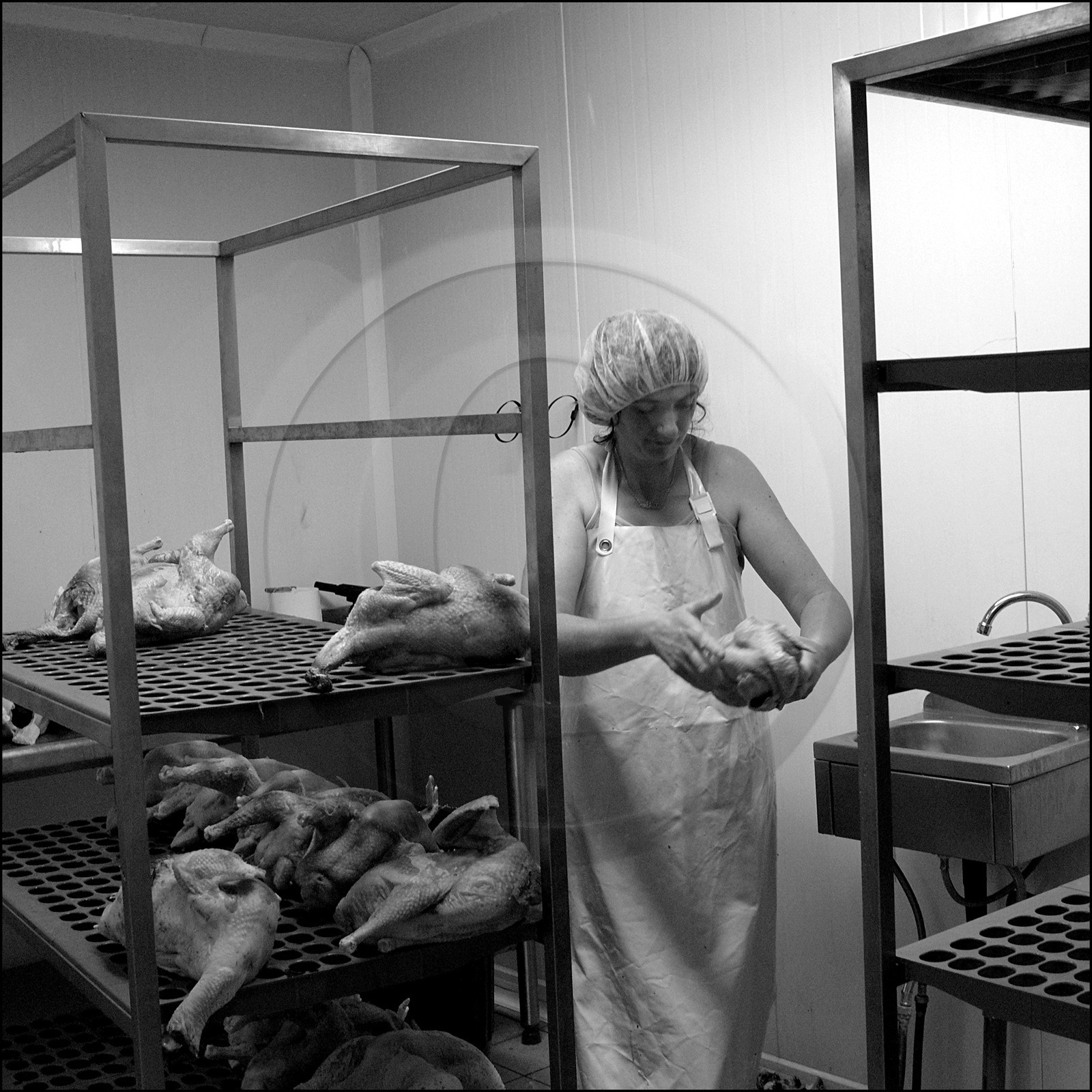 L'abattage des poulets L'abattage des poulets