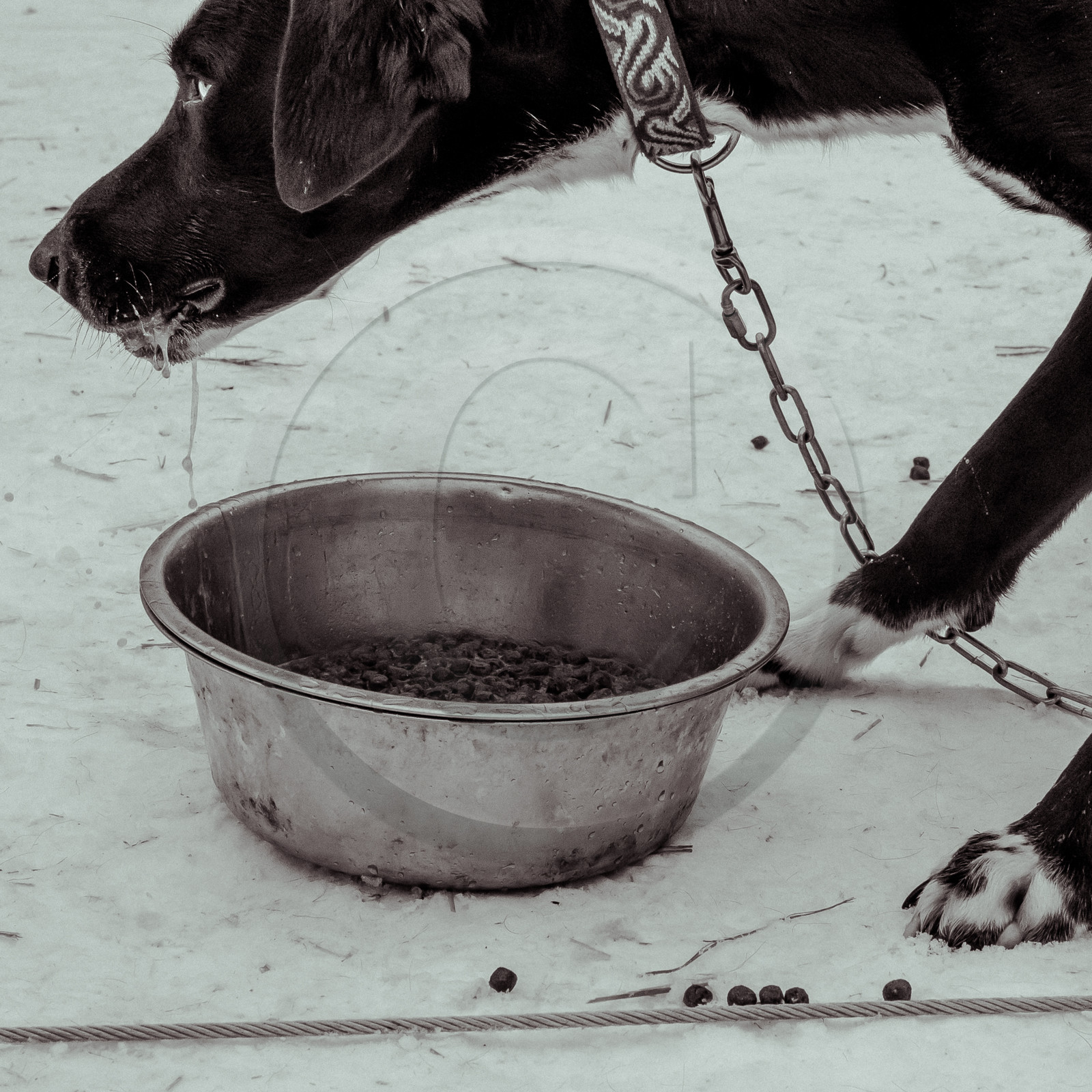 La Valgaude Traineau 2015