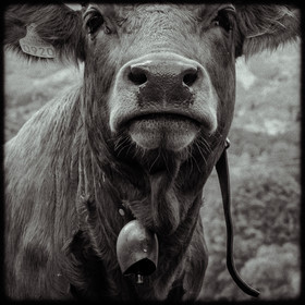 Portraits des animaux de la ferme