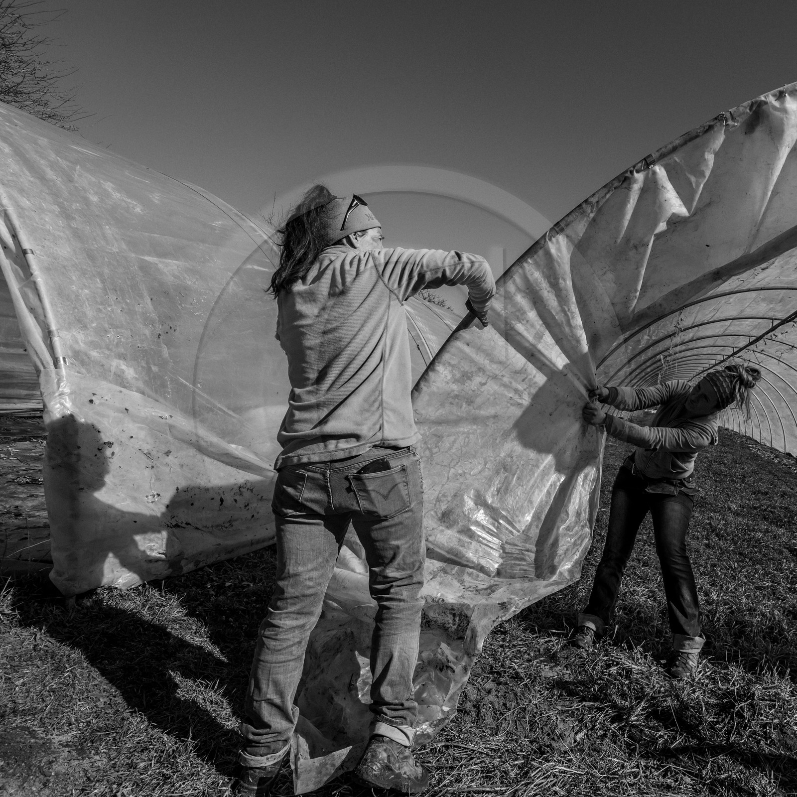 Montage de serres tunnel