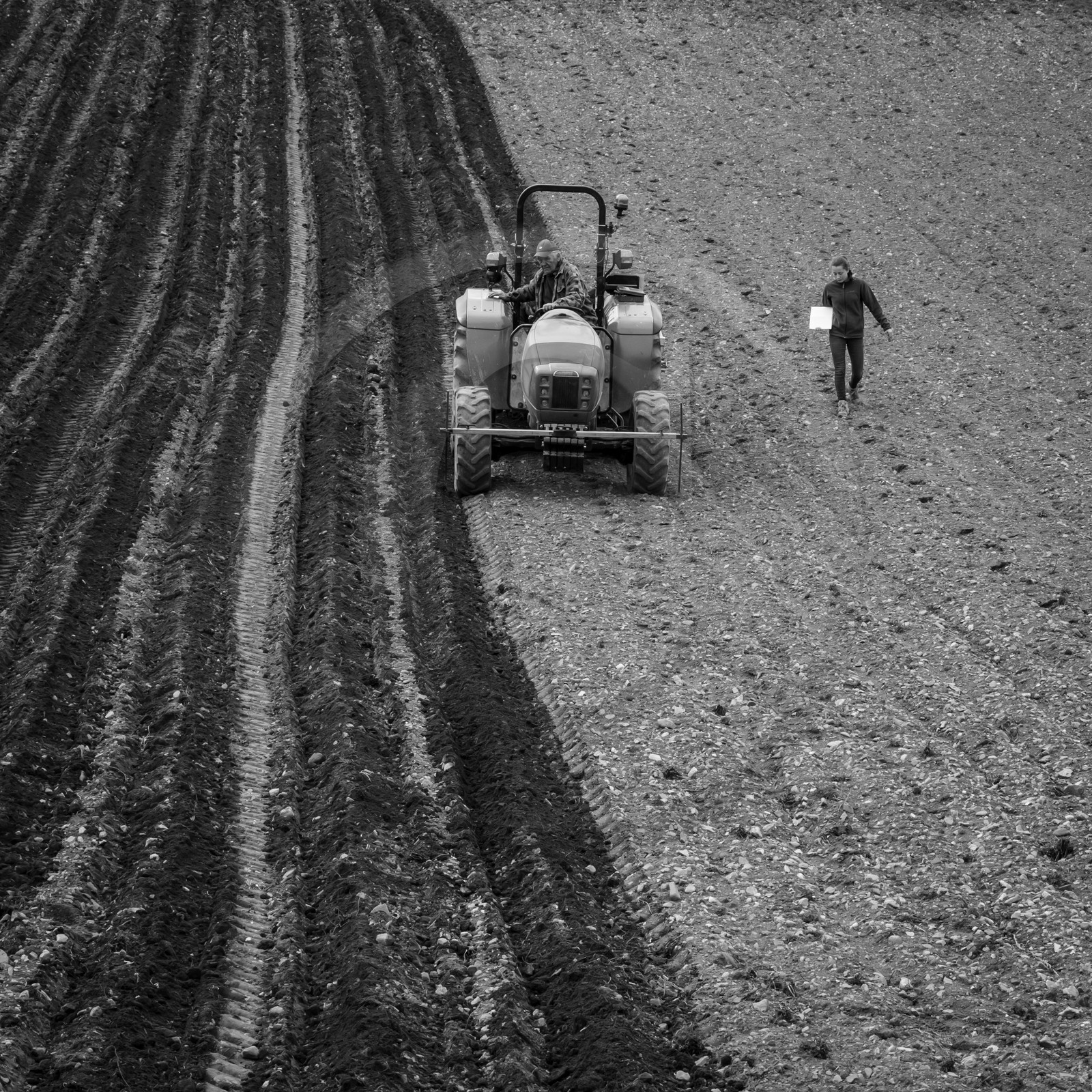 La plantation des pommes de terre