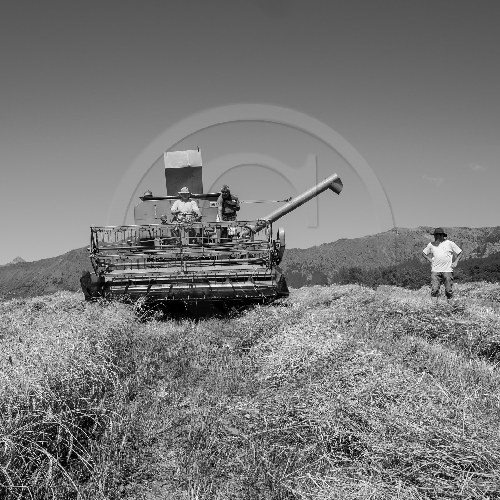 Les moissons dans le Champsaur Les moissons dans le Champsaur