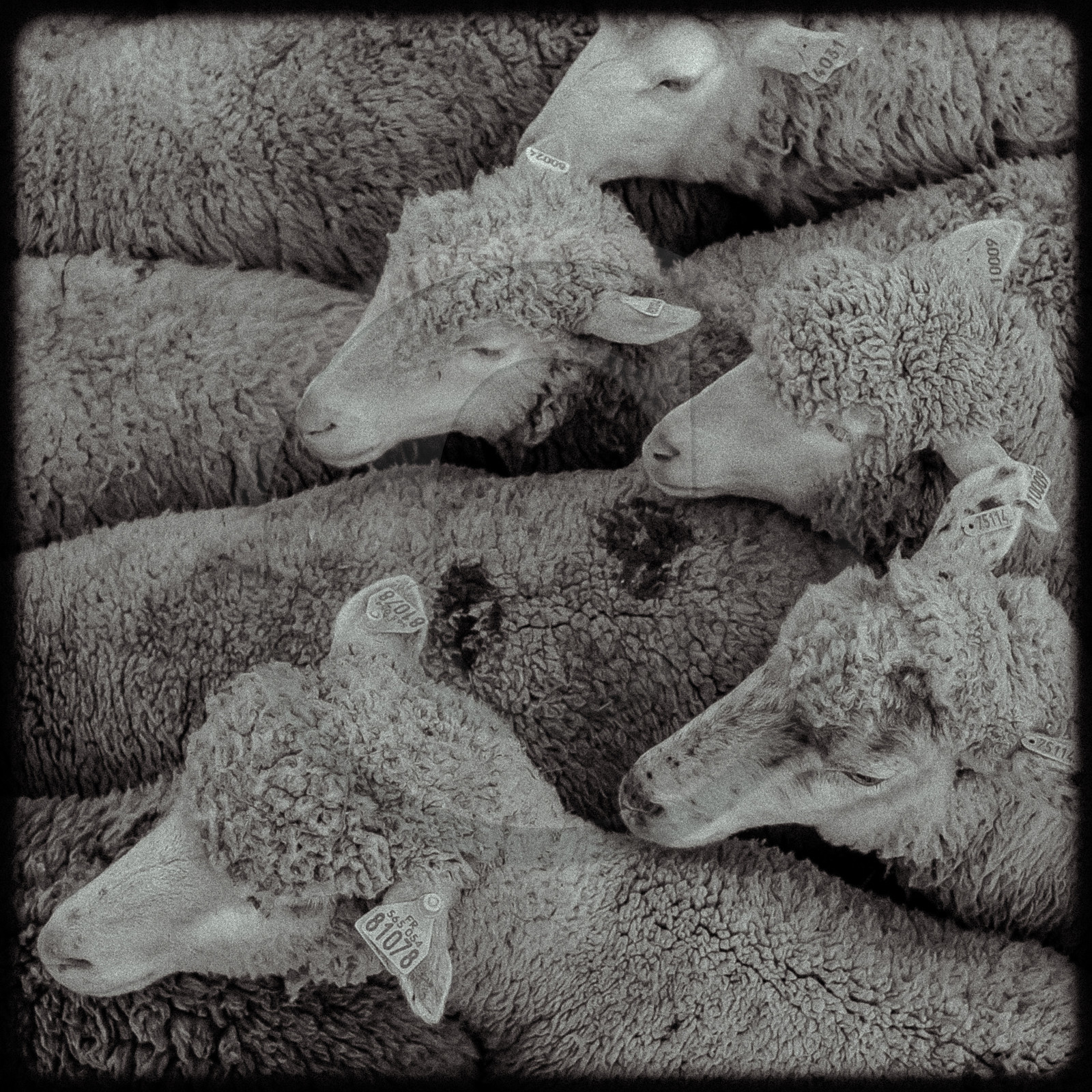 Moutons