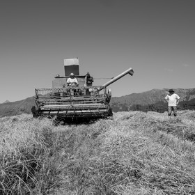 Les moissons dans le Champsaur