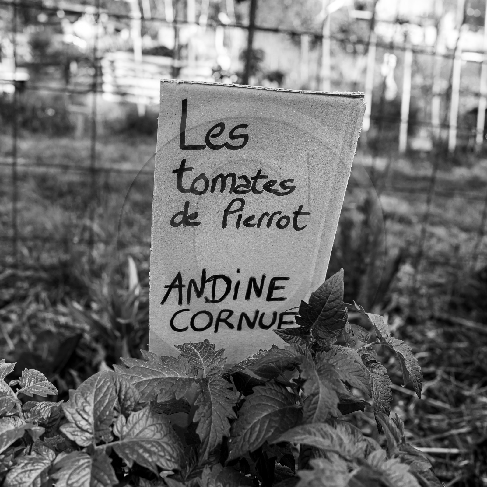 14 mai 2023 : Vide-Jardin