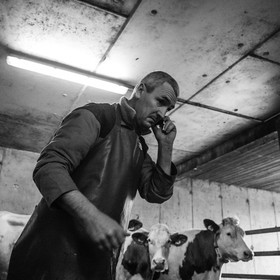 La traite des vaches