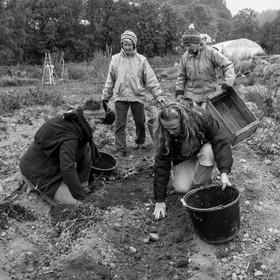 La récolte des pommes de terre avec un cheval