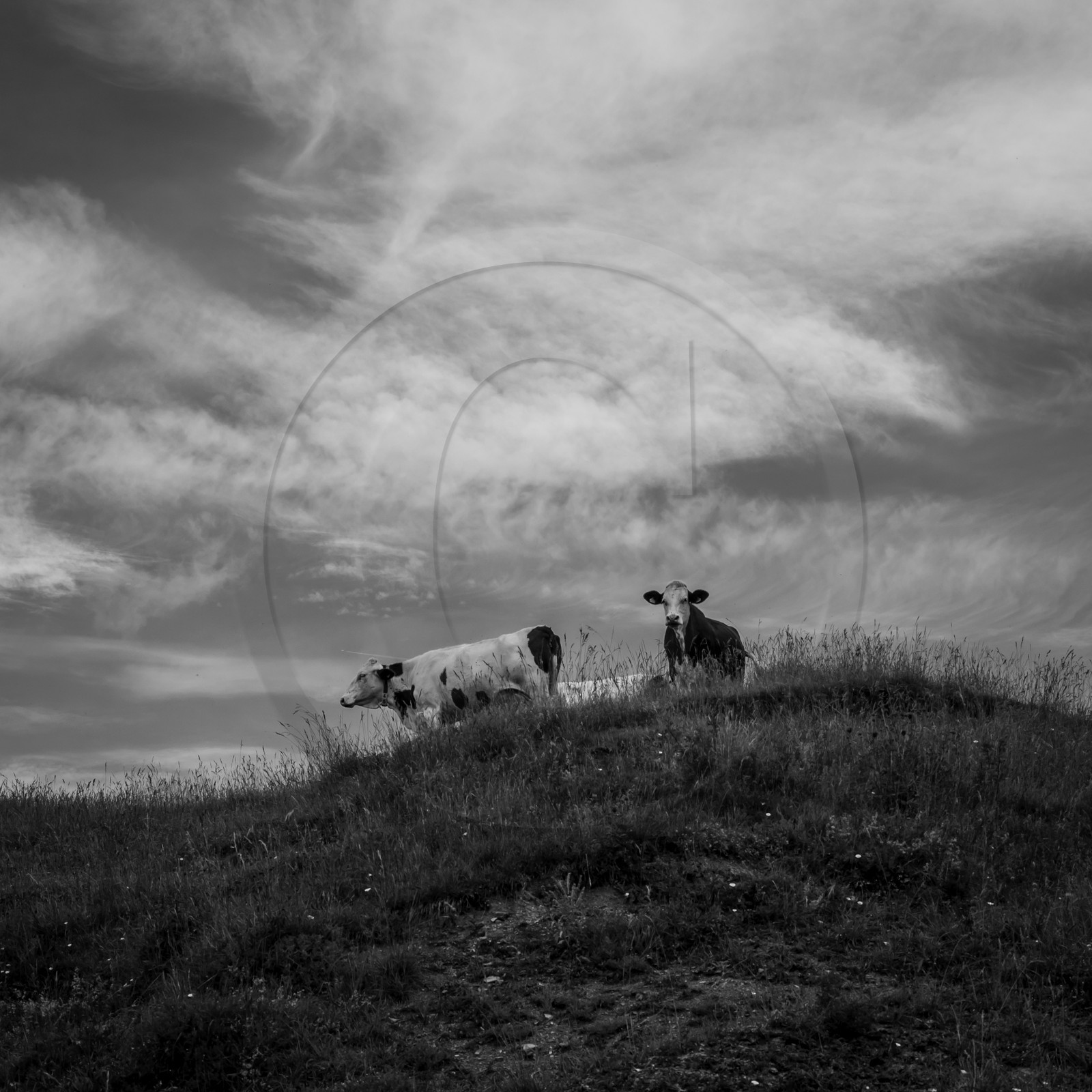 Les vaches au paturage Les vaches au paturage