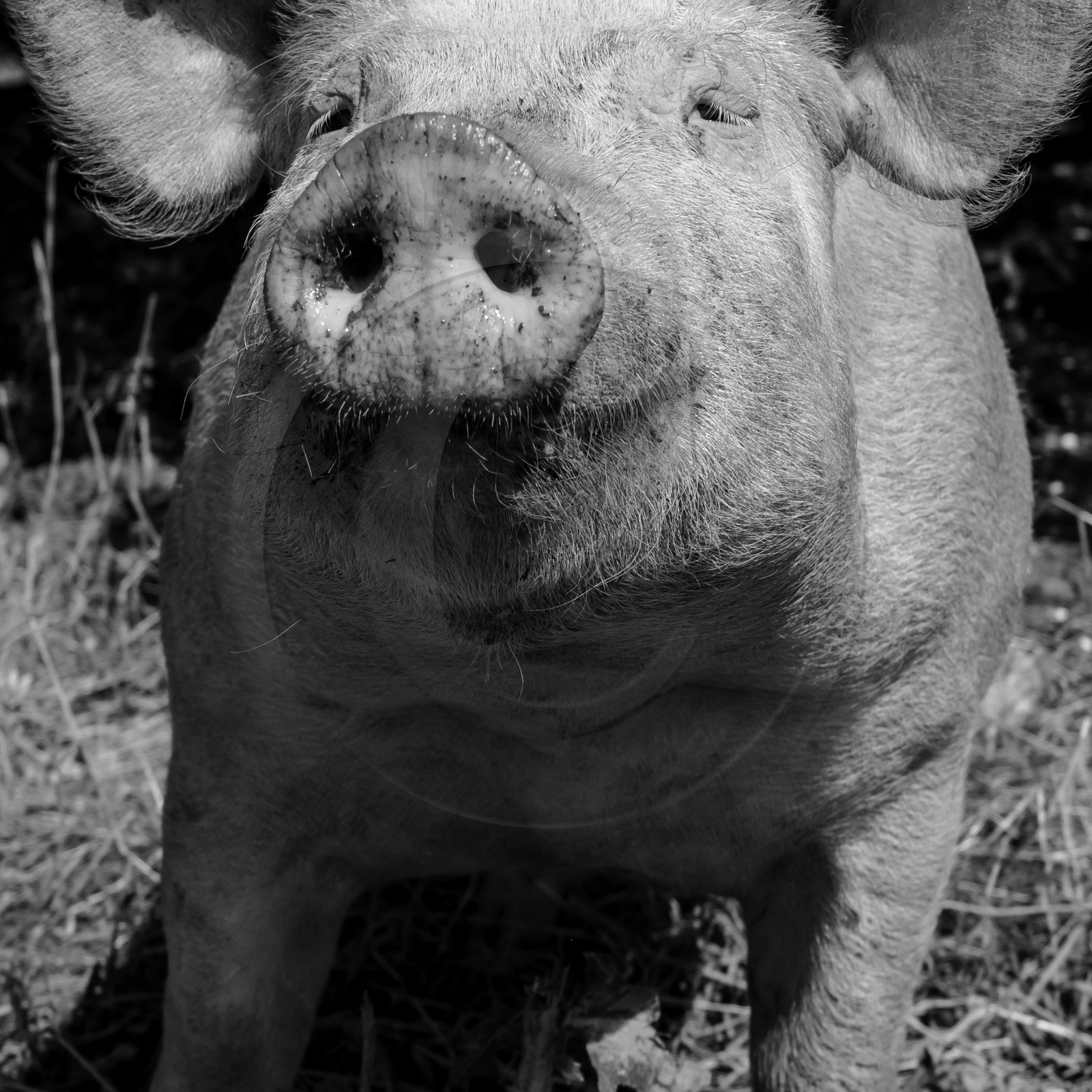 Elevage biologique de cochons en plein air