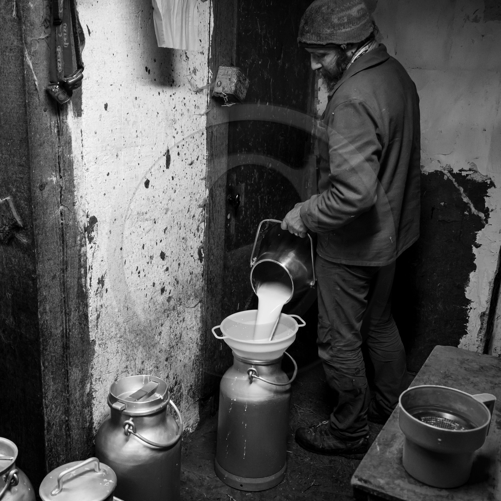 La traite des vaches