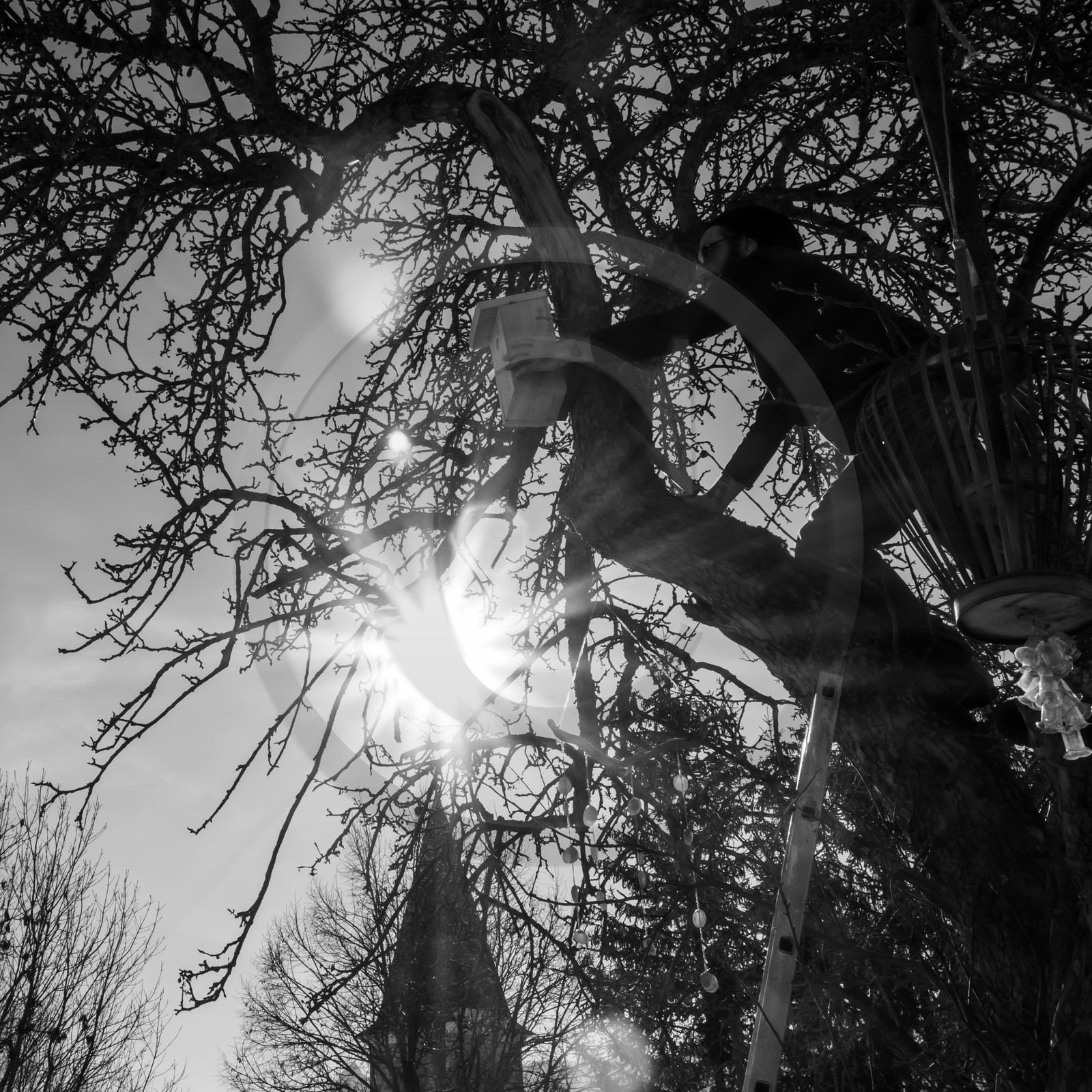 06 février 2019 : la pose des nichoirs