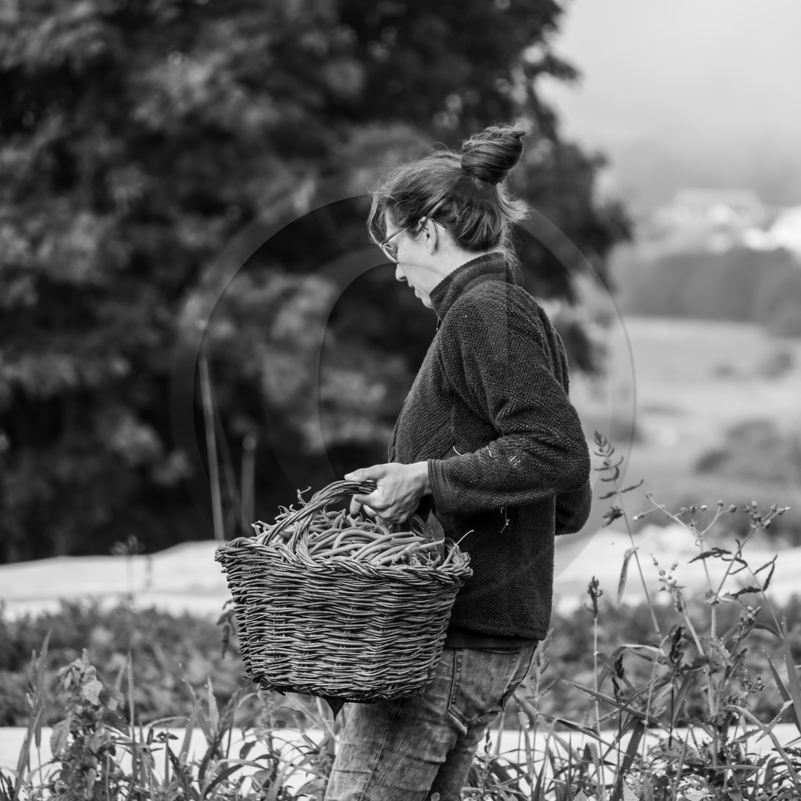 Maraichage biologique dans le Champsaur Maraichage biologique dans le Champsaur