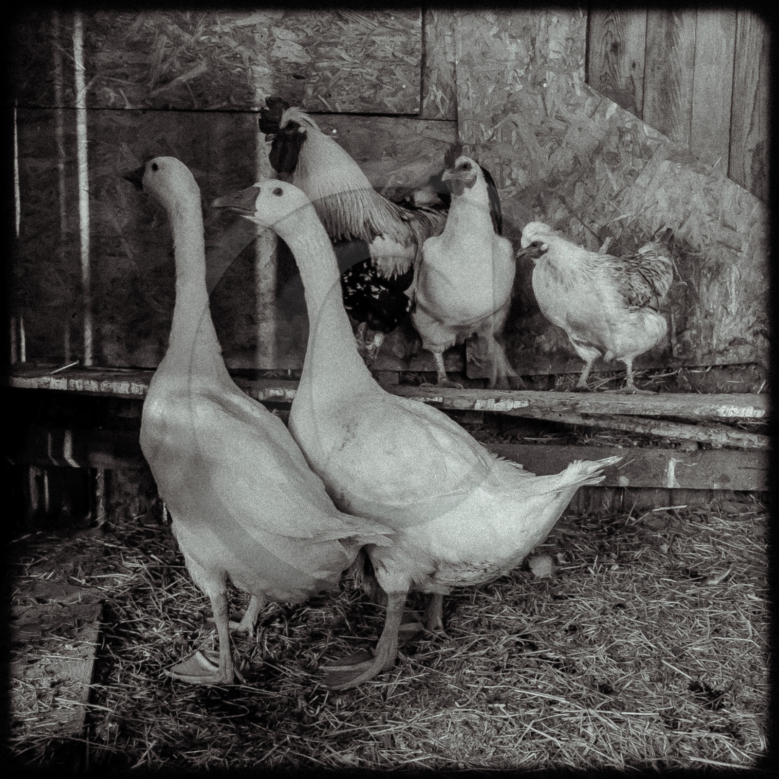 Poules et Oies