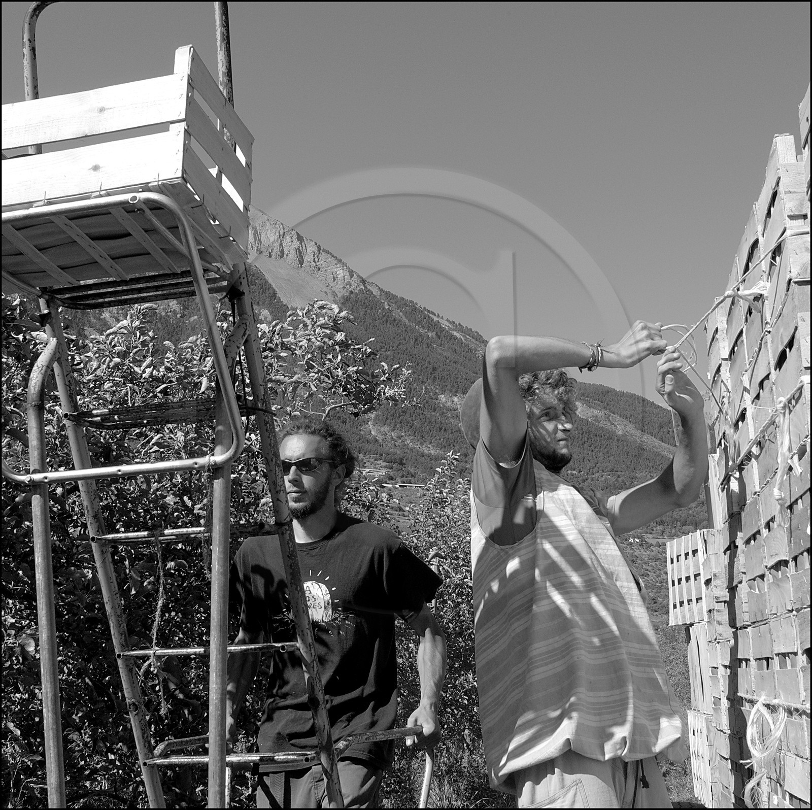 La récolte des pommes